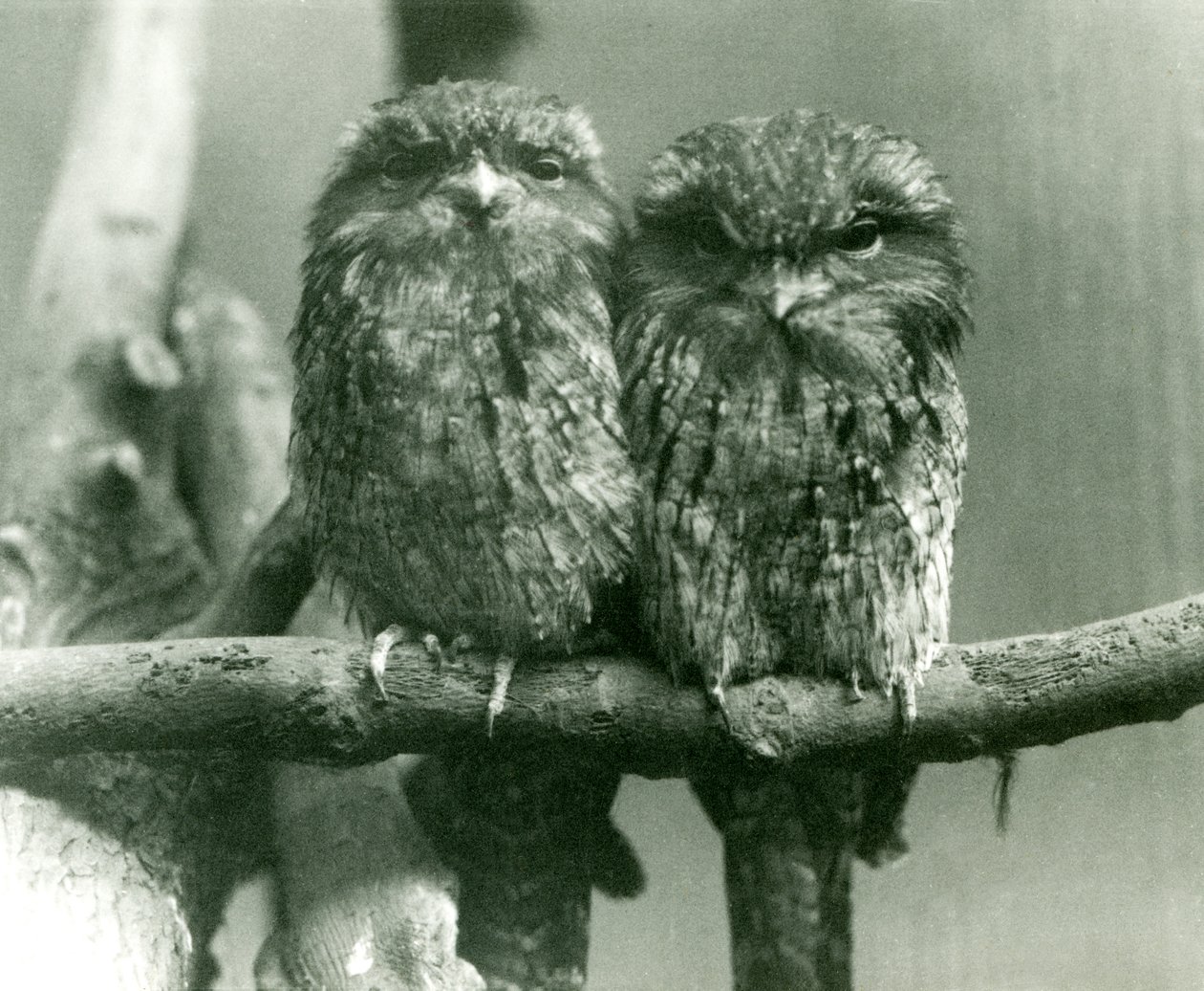 Een paar Tawny Frogmouths zittend op een tak in London Zoo door Frederick William Bond
