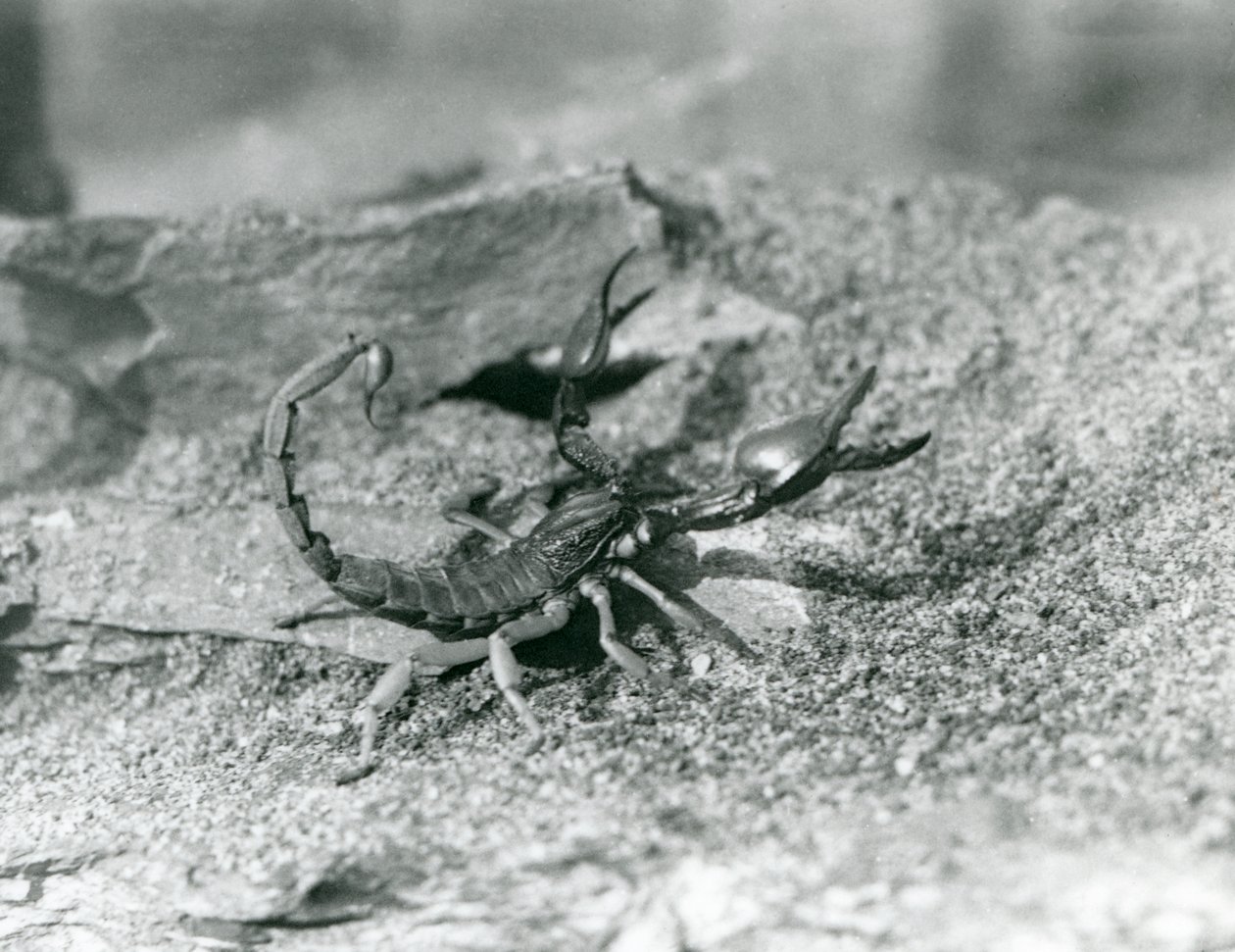 Een schorpioen in London Zoo in 1929 (zwart-wit foto) door Frederick William Bond