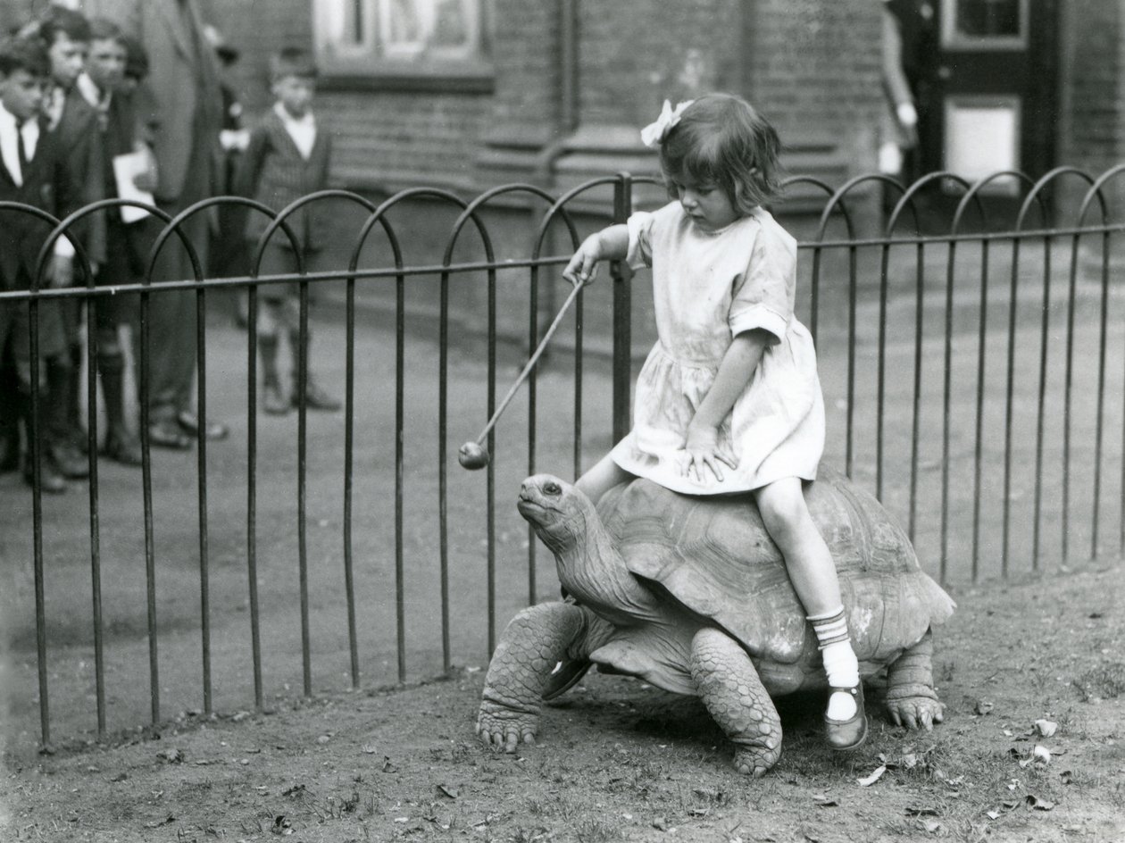 Een klein meisje, Betty, houdt een stok met een appel aan het uiteinde om de reuzenschildpad te leiden waarop ze rijdt, London Zoo, 1924 door Frederick William Bond