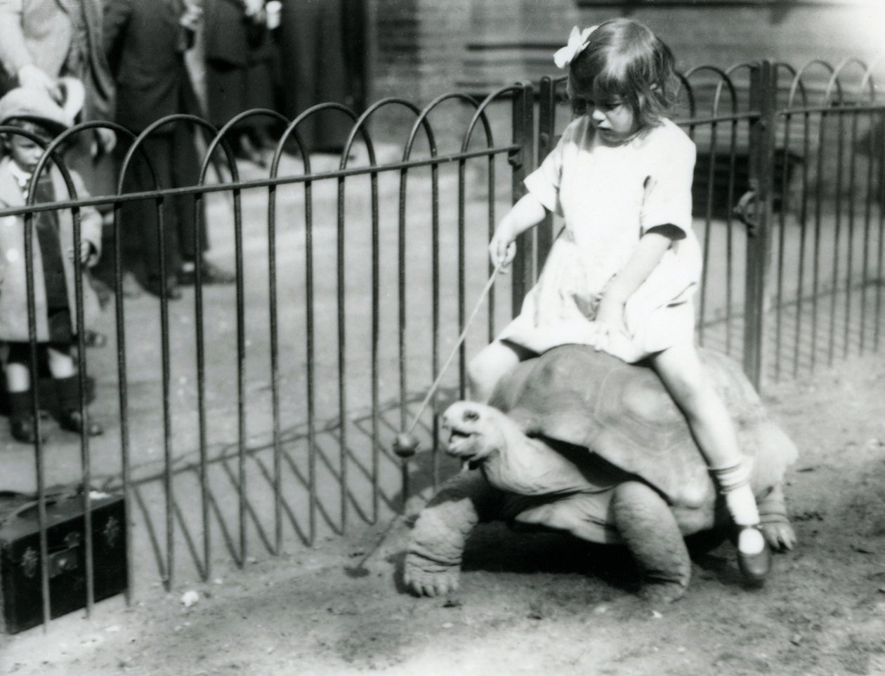 Een klein meisje, Betty, houdt een stok met een appel aan het uiteinde vast om de reuzenschildpad te leiden waarop ze rijdt, Londense dierentuin, 1924 door Frederick William Bond