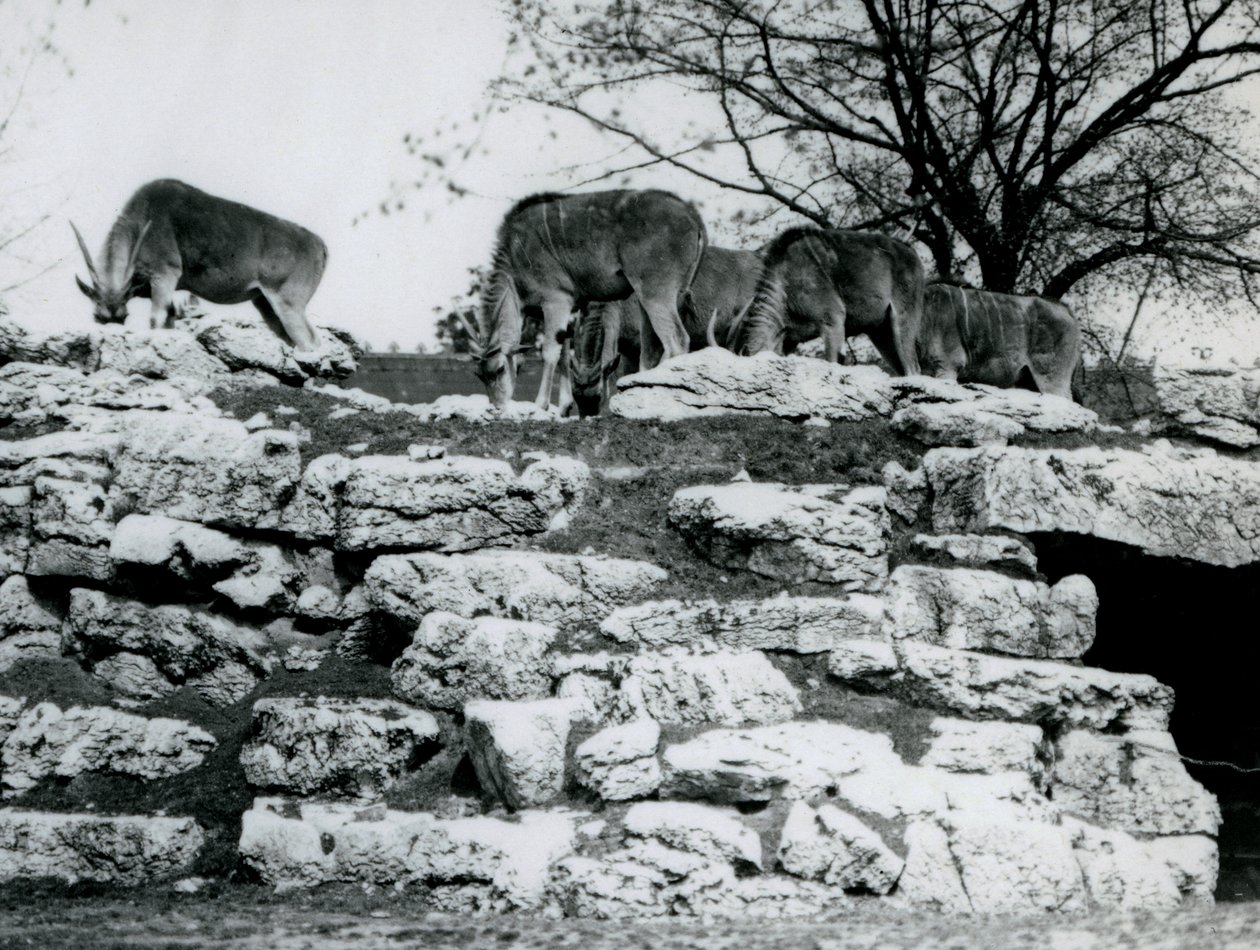 Een kleine kudde Gewone Eland die graast tussen de rotsen in het ElandAntelope Paddock in de London Zoo in juni 1925 door Frederick William Bond