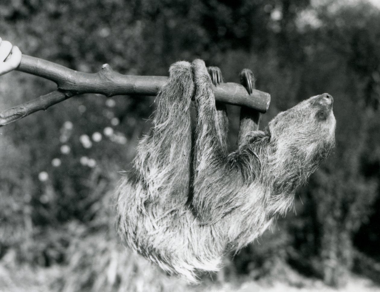 Een tweeteenluiaard hangend aan een afgezaagde tak, vastgehouden door een verzorger, London Zoo, september 1925 door Frederick William Bond