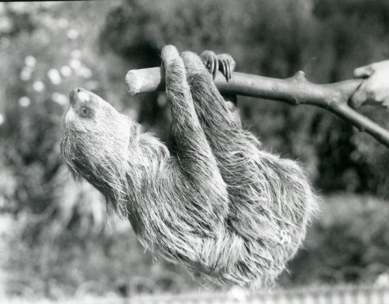 Een tweeteenluiaard hangend aan een afgezaagde tak, vastgehouden door een verzorger, London Zoo, september 1925 door Frederick William Bond