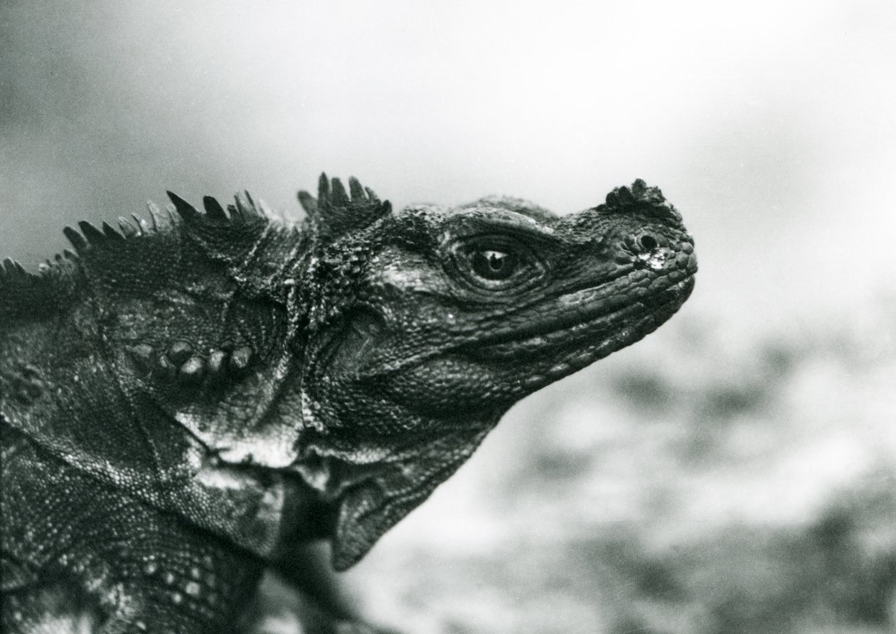 Een kwetsbare zeilvinhagedis in London Zoo in 1928 door Frederick William Bond