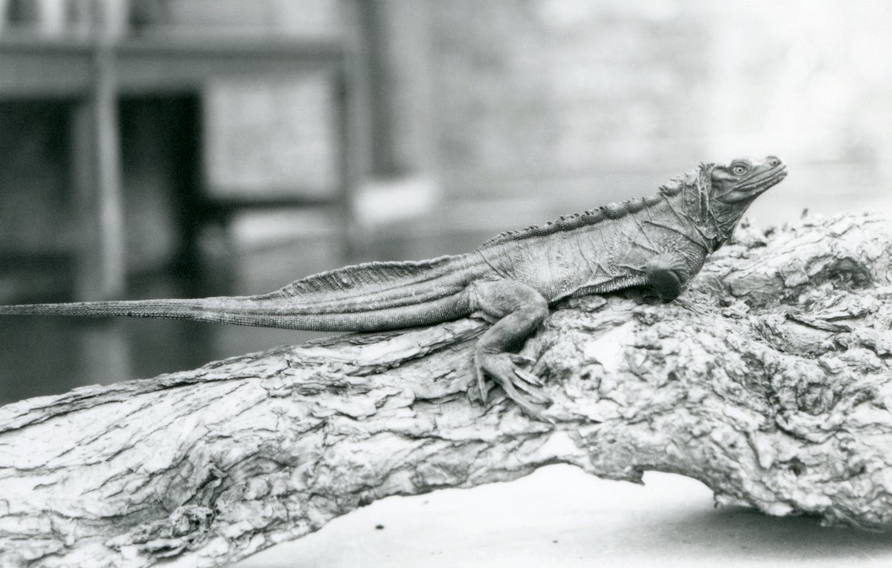 Een kwetsbare zeilvinhagedis rustend op een boomstam in London Zoo in 1928 door Frederick William Bond