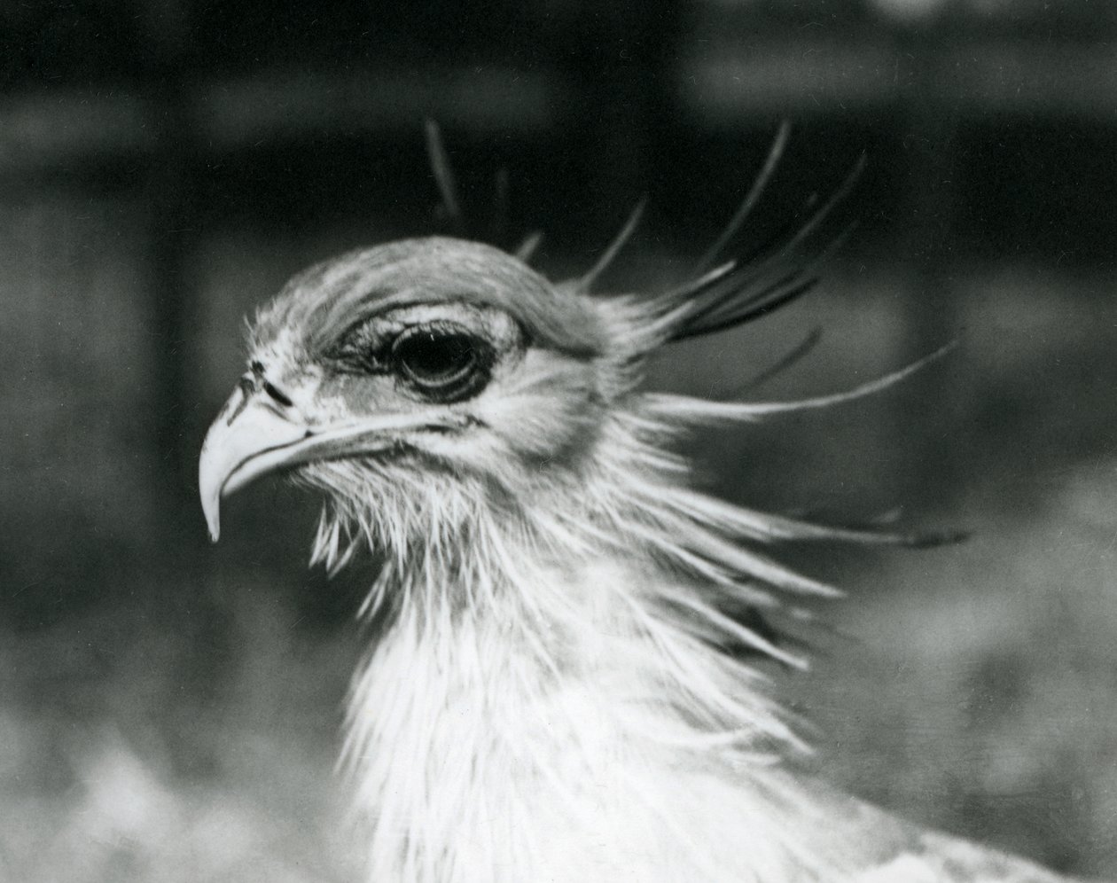 Een kwetsbare Secretarisvogel in de London Zoo in 1928 door Frederick William Bond