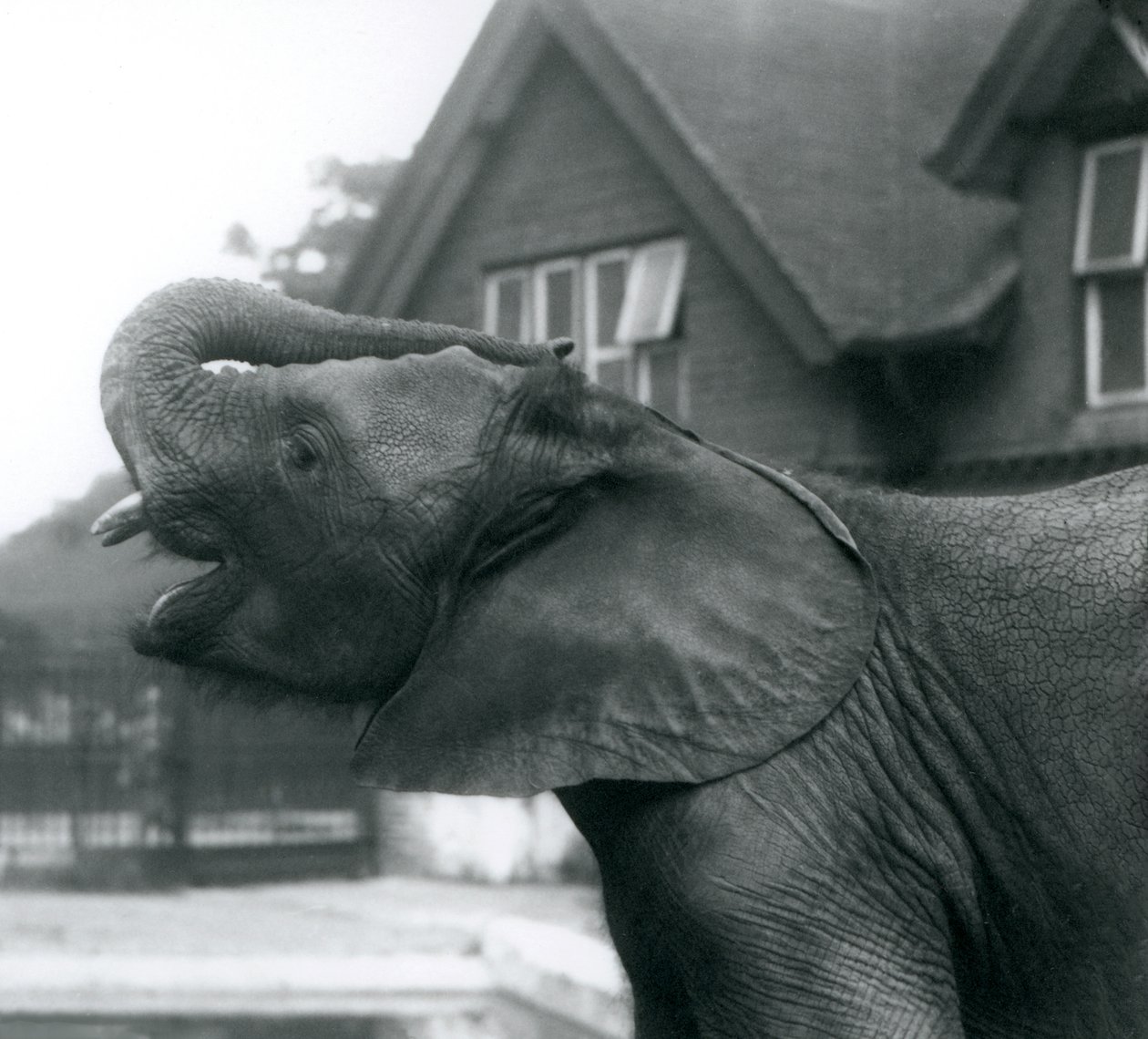 Een jonge Afrikaanse Olifant met zijn slurf op zijn voorhoofd, London Zoo, augustus 1925 door Frederick William Bond