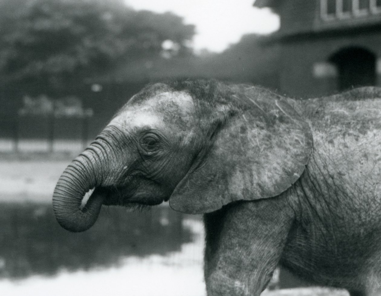Een jonge Afrikaanse olifant met het uiteinde van zijn slurf in zijn mond, London Zoo, augustus 1925 door Frederick William Bond