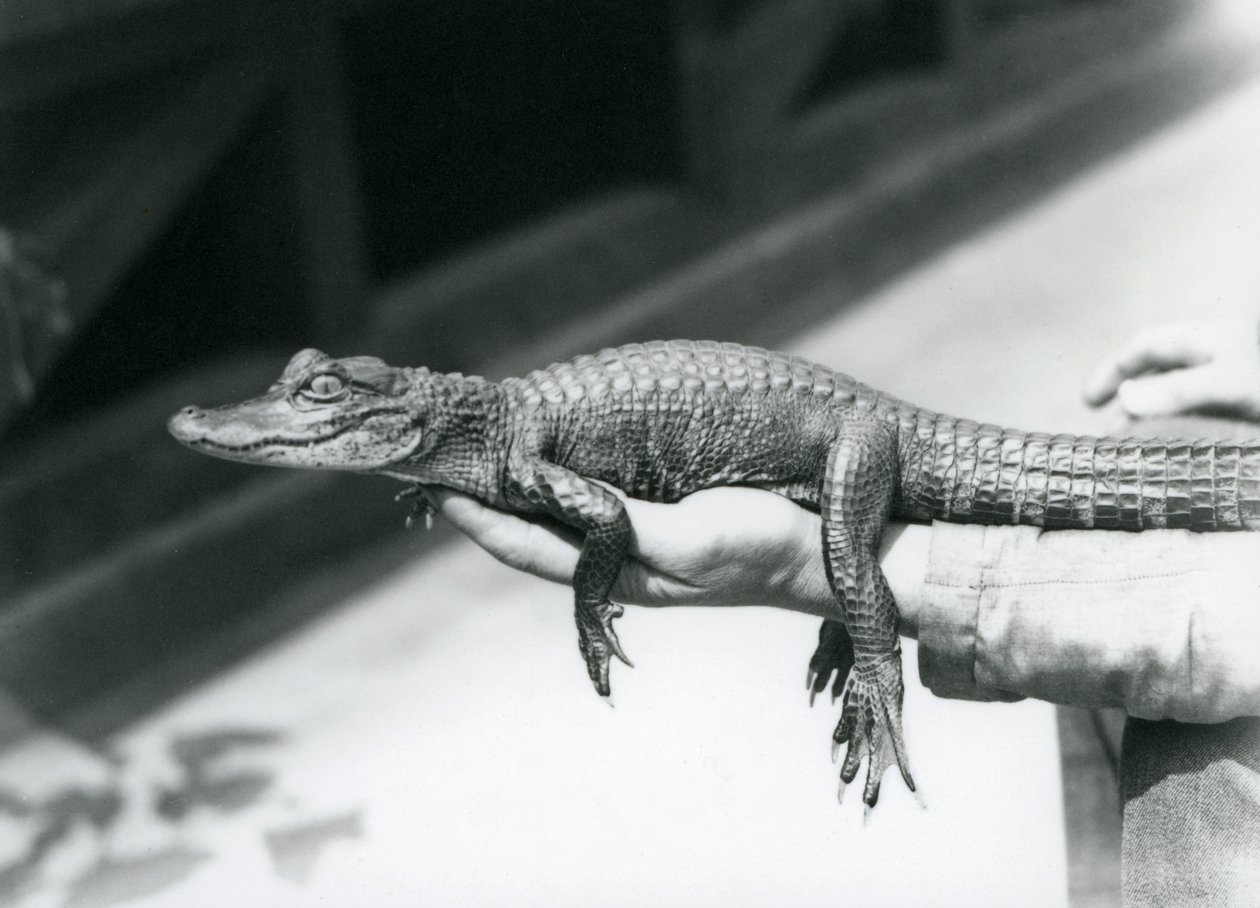 Een jonge Alligator vastgehouden door zijn verzorger, London Zoo door Frederick William Bond