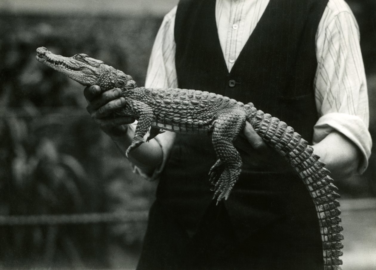 Een jonge Amerikaanse alligator vastgehouden door zijn verzorger, London Zoo door Frederick William Bond