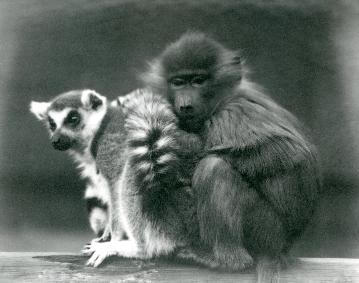 Een jonge baviaan knuffelt een ringstaartmaki op een balk, London Zoo, 1925 door Frederick William Bond