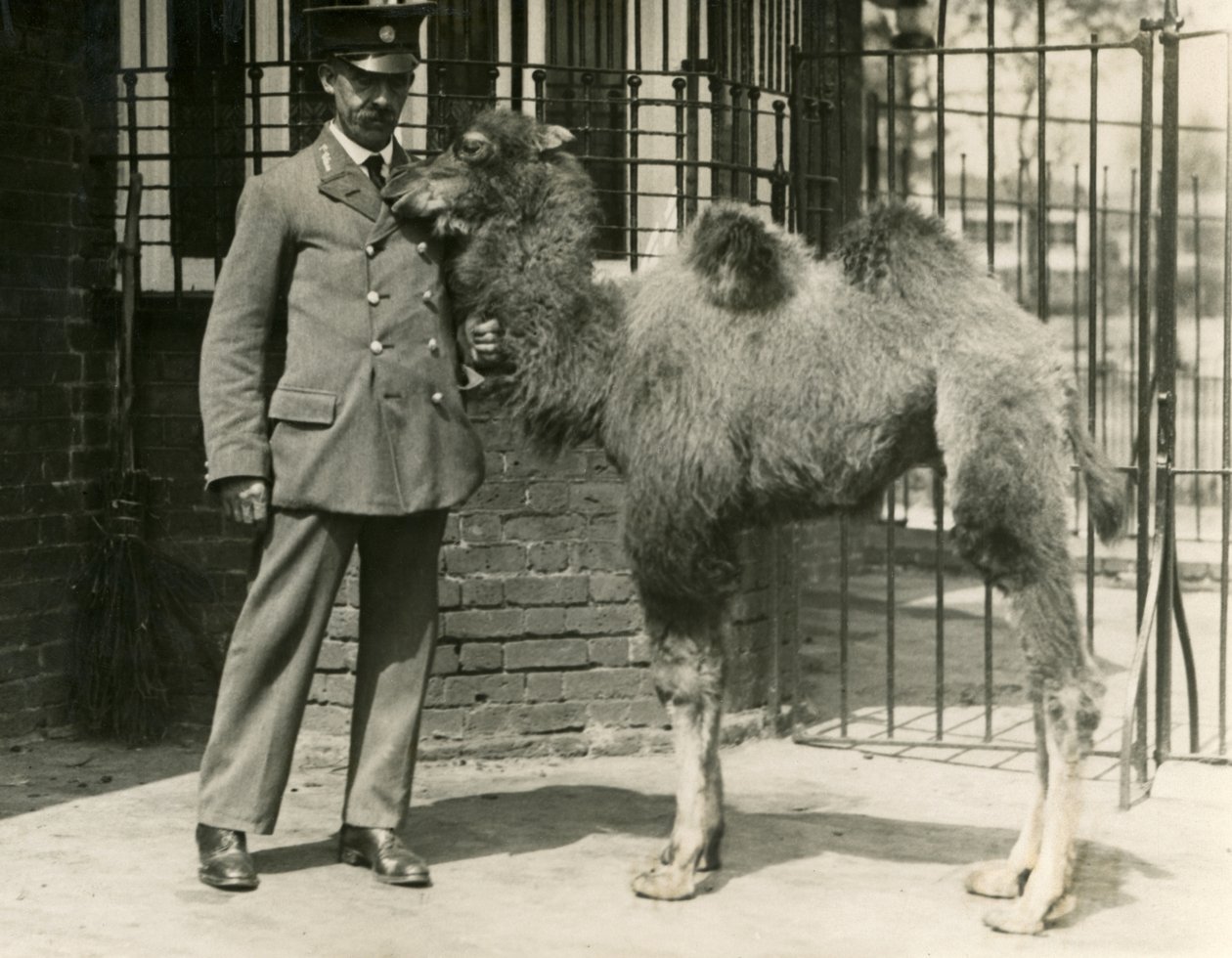 Een jonge Bactrische kameel, geboren in de menagerie, met zijn verzorger, London Zoo door Frederick William Bond