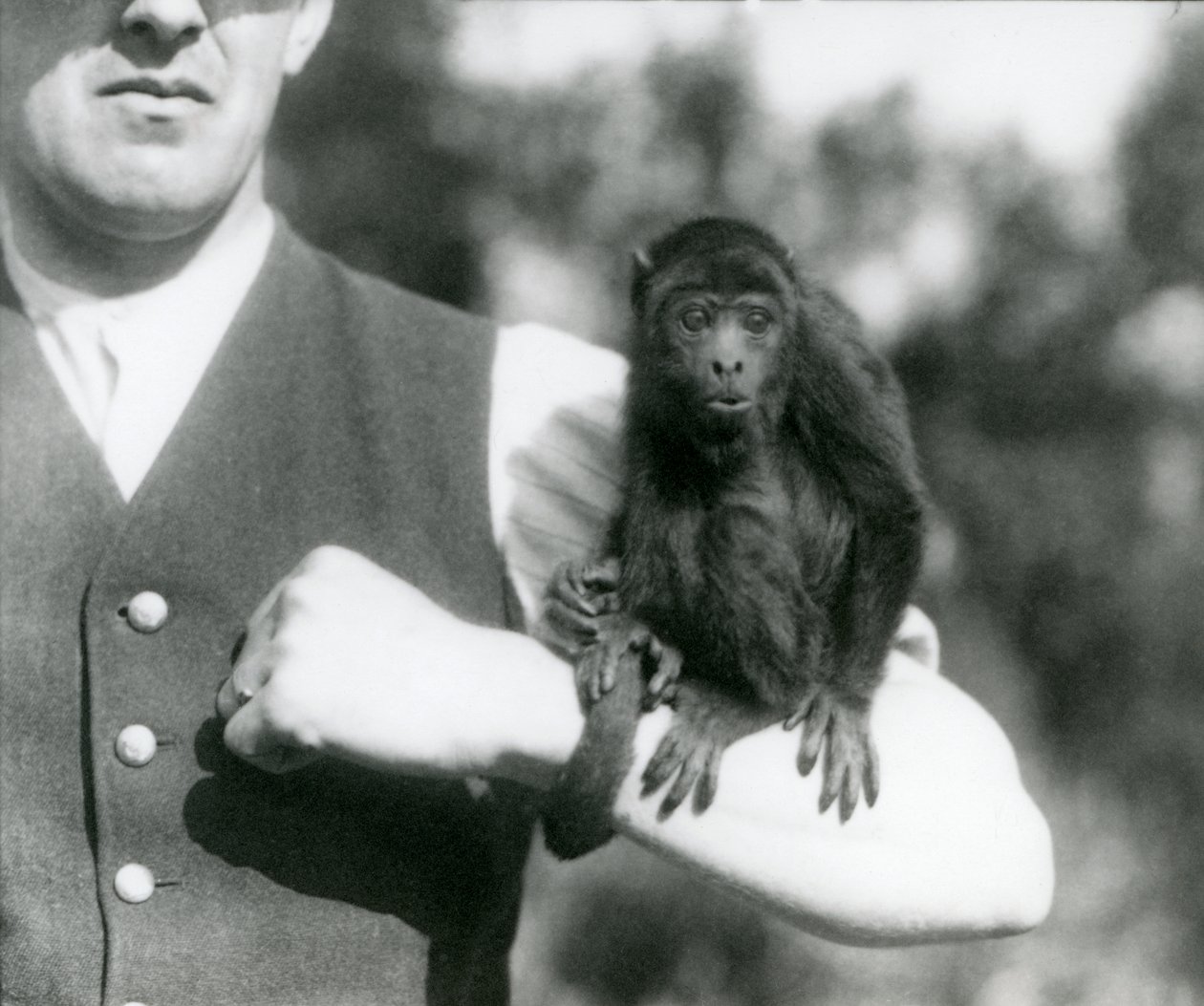 Een jonge zwarte brulapen zit op de arm van een man met zijn grijptail om zijn pols gewikkeld, London Zoo, 1923 door Frederick William Bond