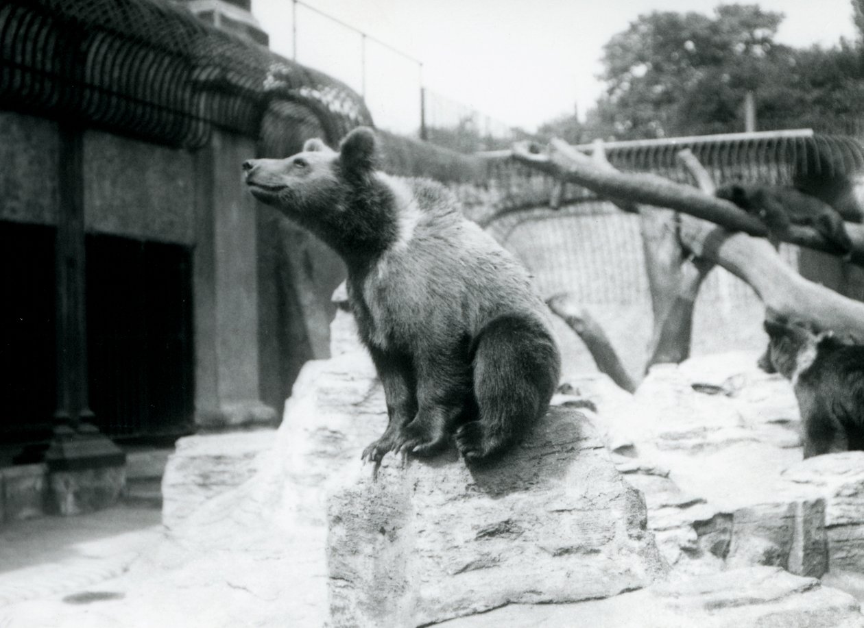 Een jonge bruine beer zittend op een rots op de voorgrond met een andere wandelend erachter, en een derde slapend op een tak, London Zoo, augustus 1913 door Frederick William Bond