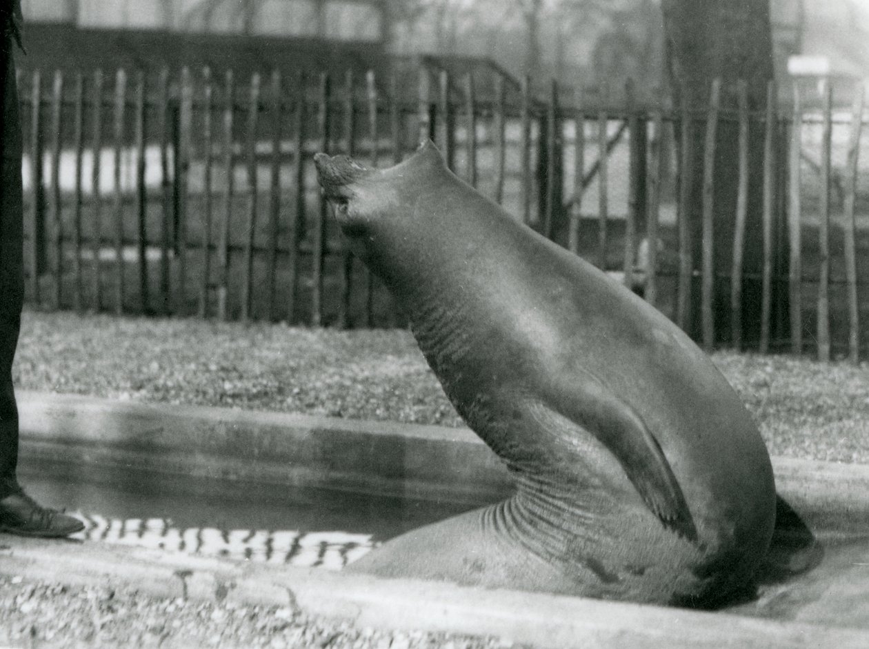 Een jonge zeeolifant die achteruit reikt, London Zoo door Frederick William Bond
