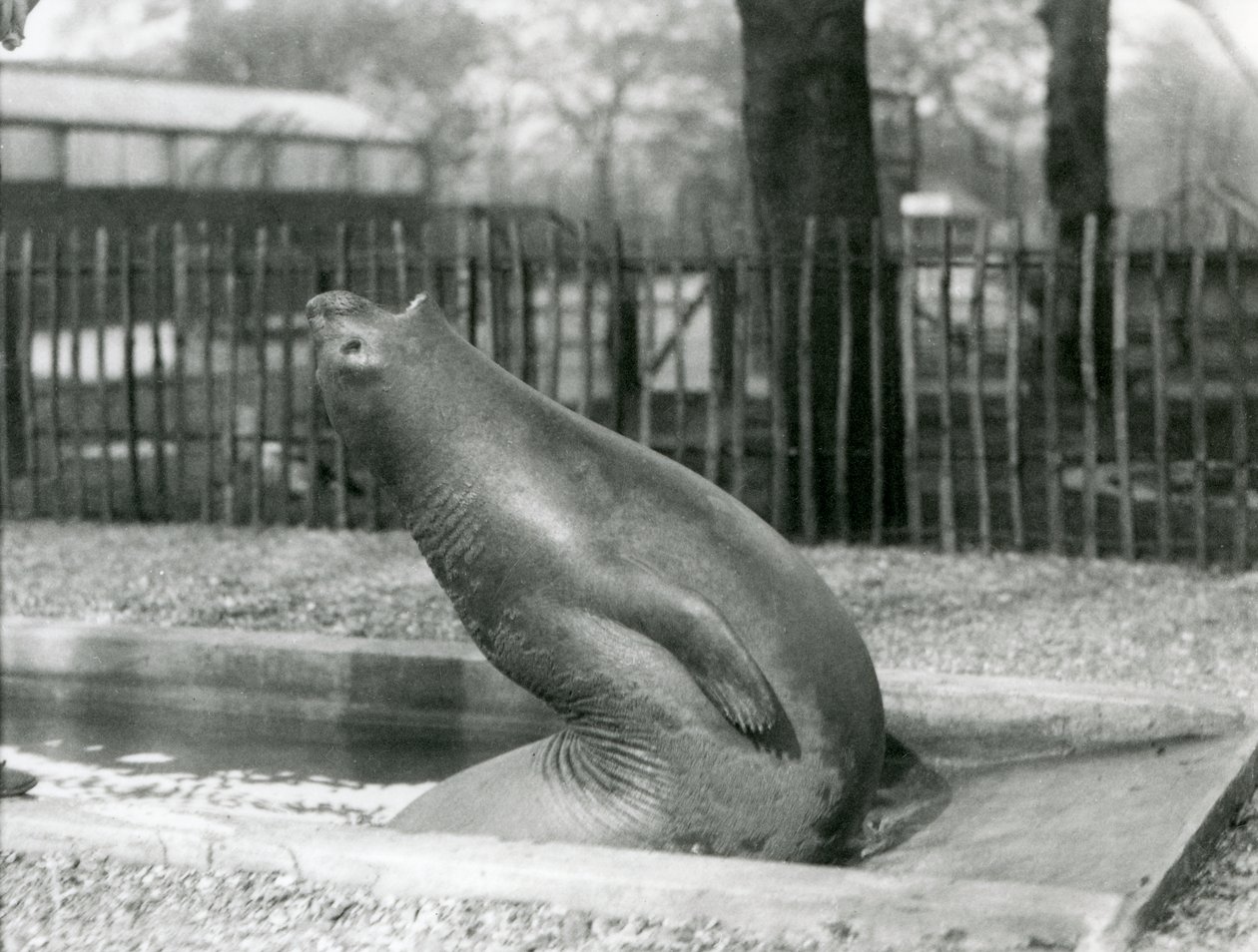 Een jonge zeeolifant die achteruit reikt, London Zoo door Frederick William Bond