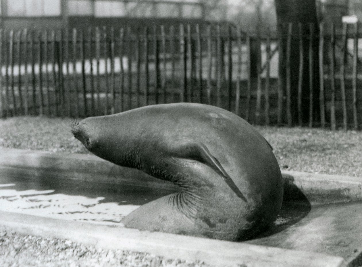 Een jonge Olifantenzegel die achteruit reikt, London Zoo door Frederick William Bond