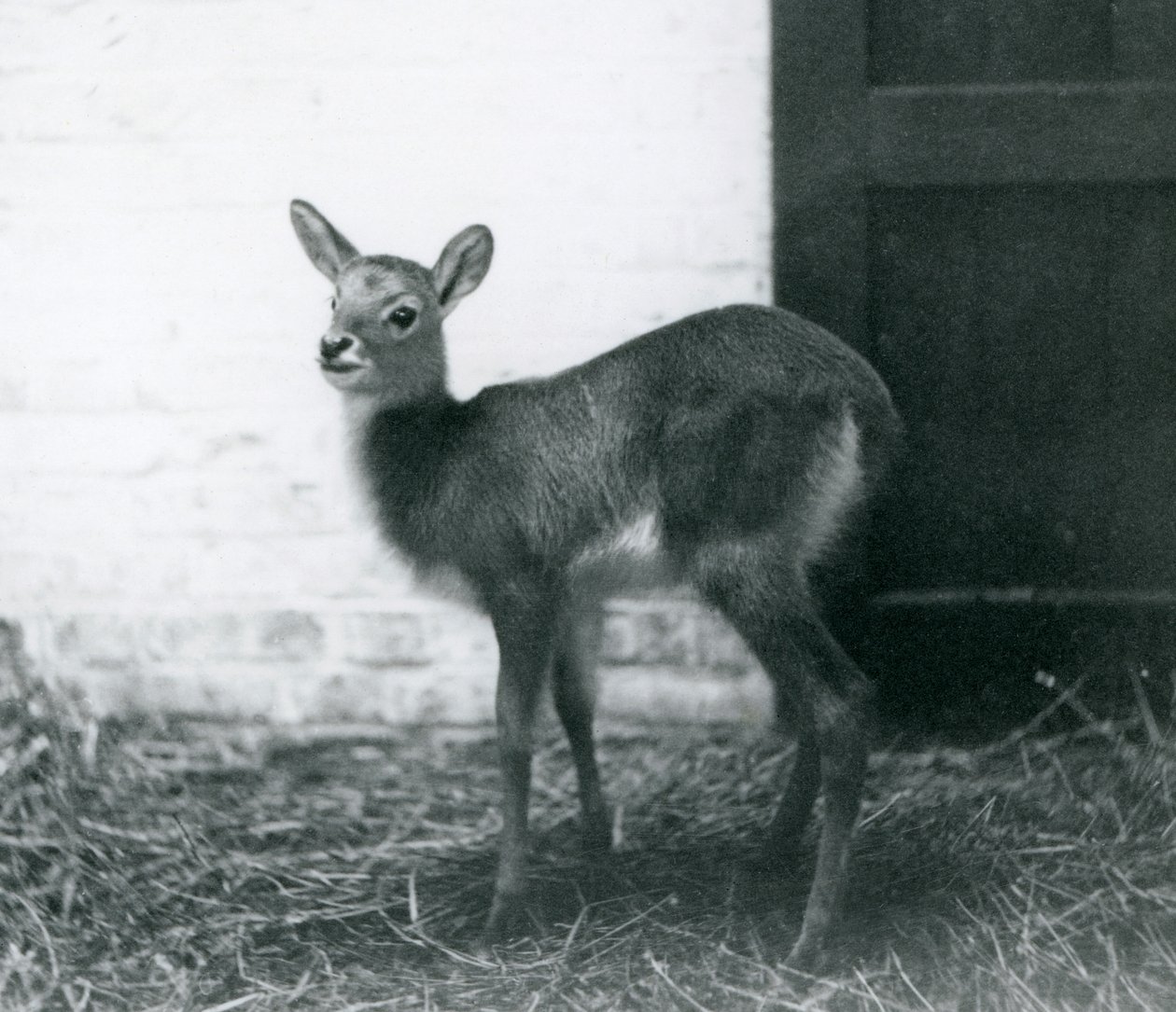 Een jonge Lechwe staand op hooi, London Zoo, januari 1926 door Frederick William Bond