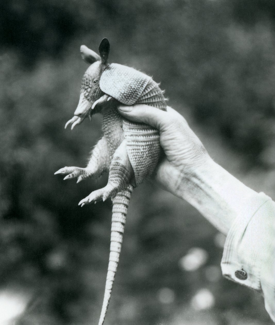 Een jonge negenbandgordeldier vastgehouden in de hand van een verzorger, London Zoo, augustus 1926 door Frederick William Bond