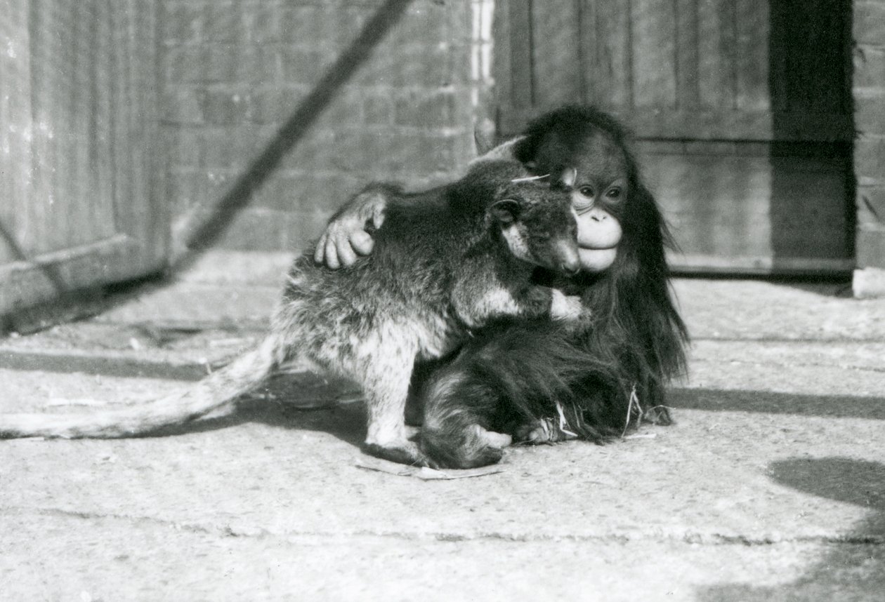 Een jonge orang-oetan omhelst een boomkangoeroe in de London Zoo in 1927 door Frederick William Bond