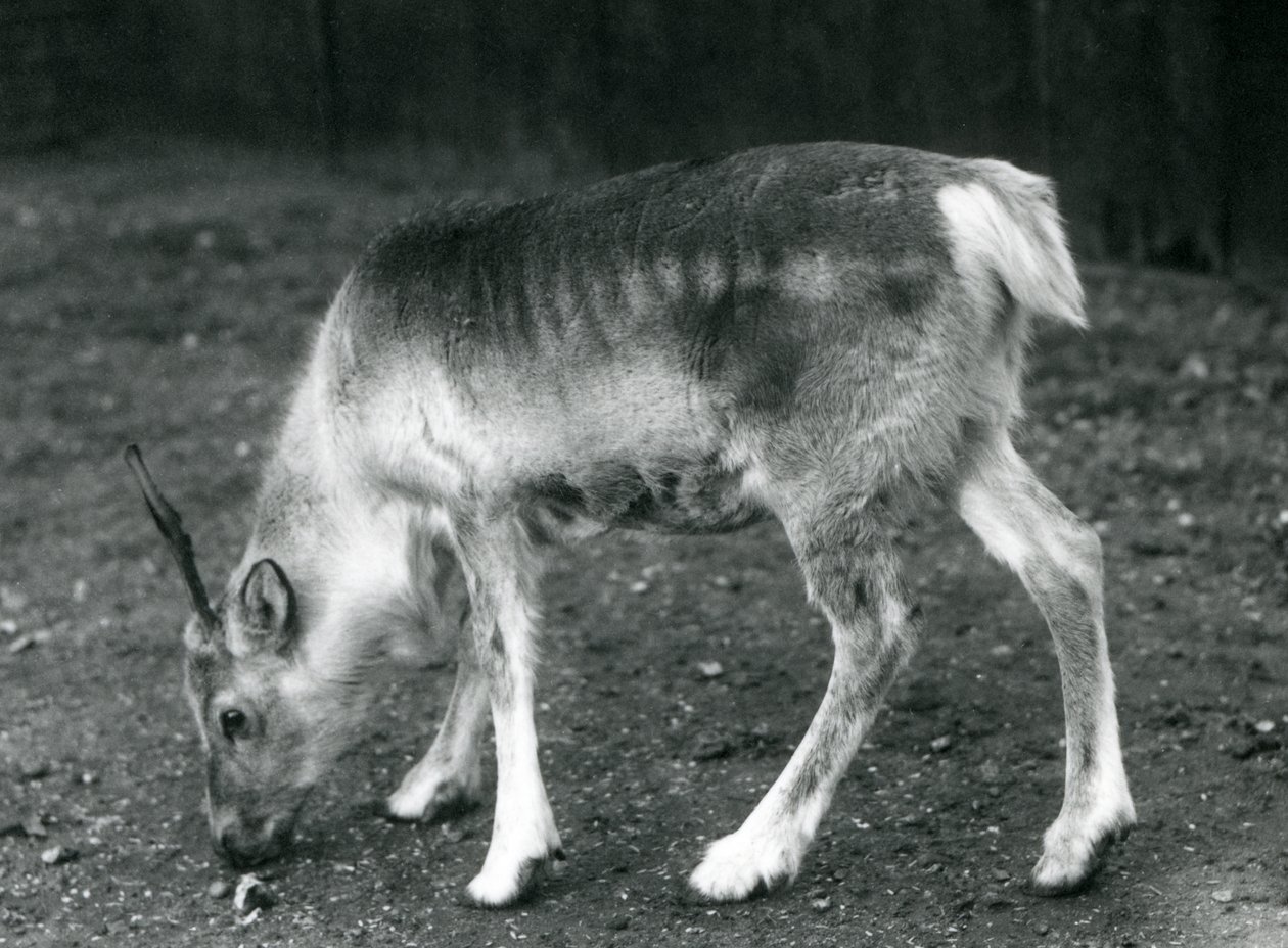 Een jonge Rendier in London Zoo, 1925 door Frederick William Bond