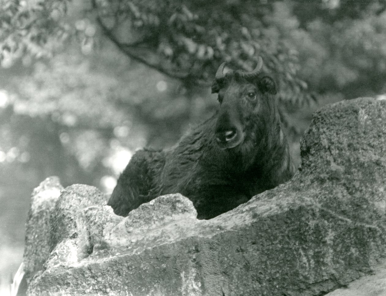 Een jonge takin, ook bekend als een rundergems of gnoegeit, rustend op een rots, London Zoo door Frederick William Bond