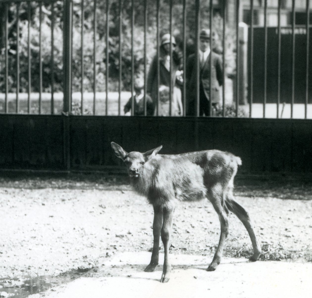 Een jonge wapiti staand in zijn omheining, met bezoekers die door de tralies kijken, London Zoo, augustus 1927 door Frederick William Bond