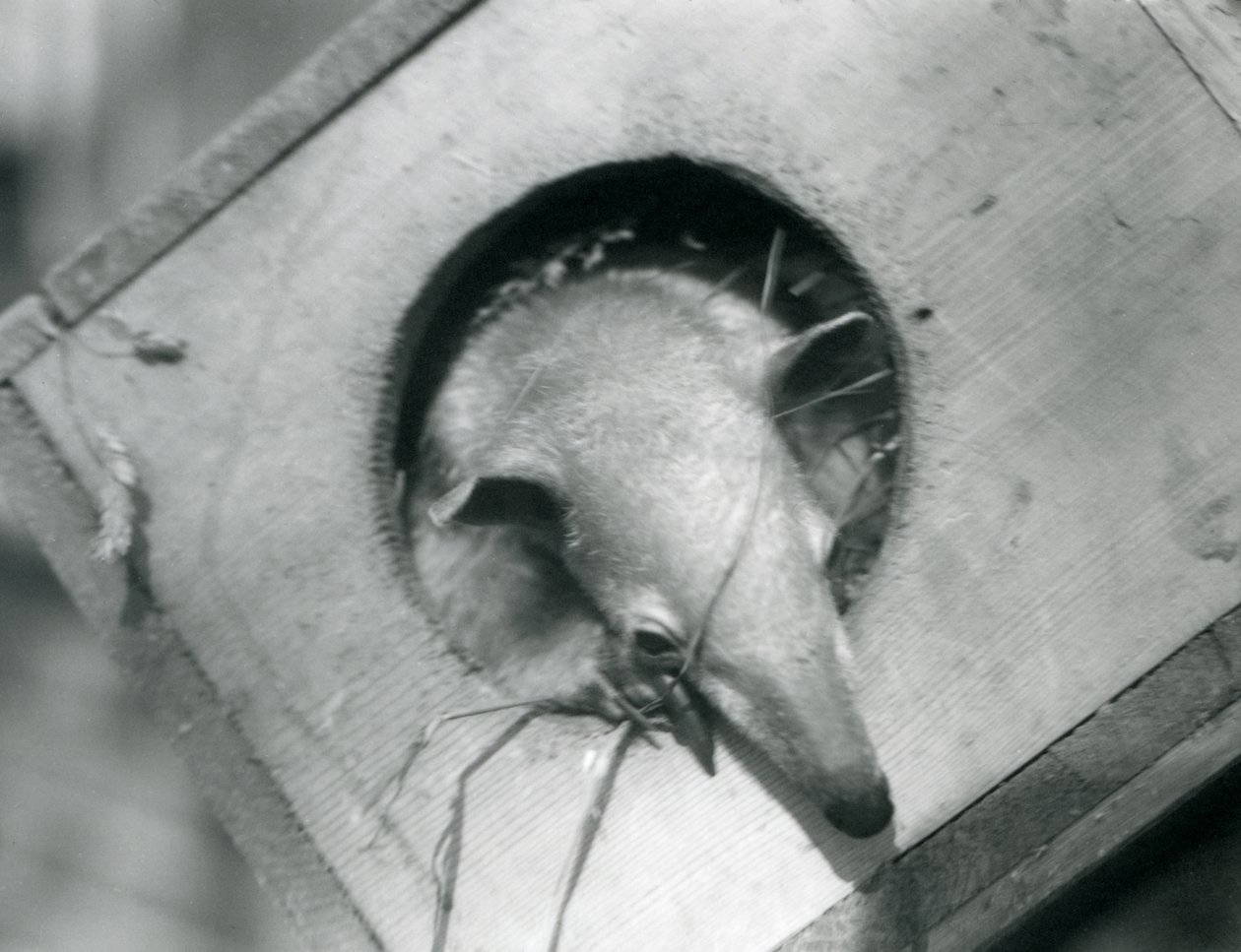 Een jonge tamandua kijkt uit zijn nestkast, London Zoo, april 1925 door Frederick William Bond