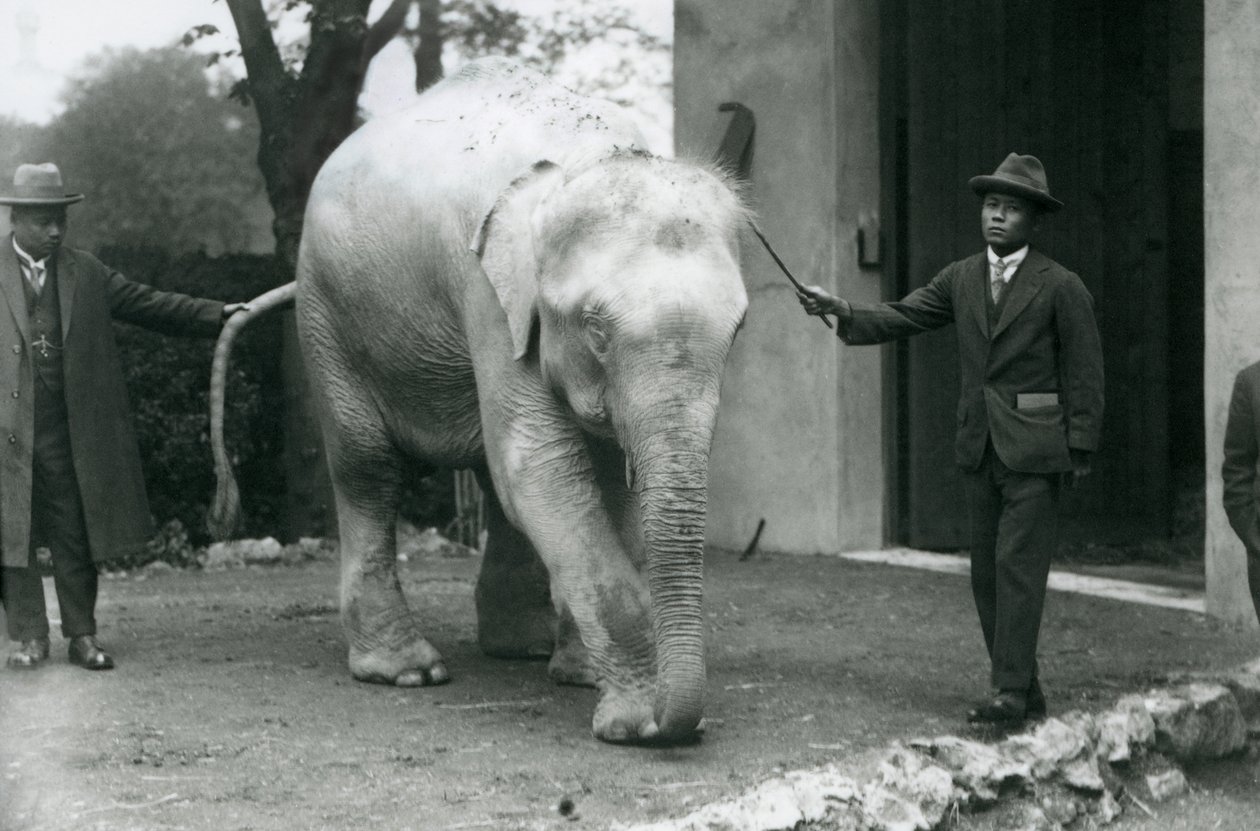 Albino Witte Birmese Olifant Pawah met begeleiders inclusief Dr. Saw Po Min, London Zoo, mei 1926 door Frederick William Bond