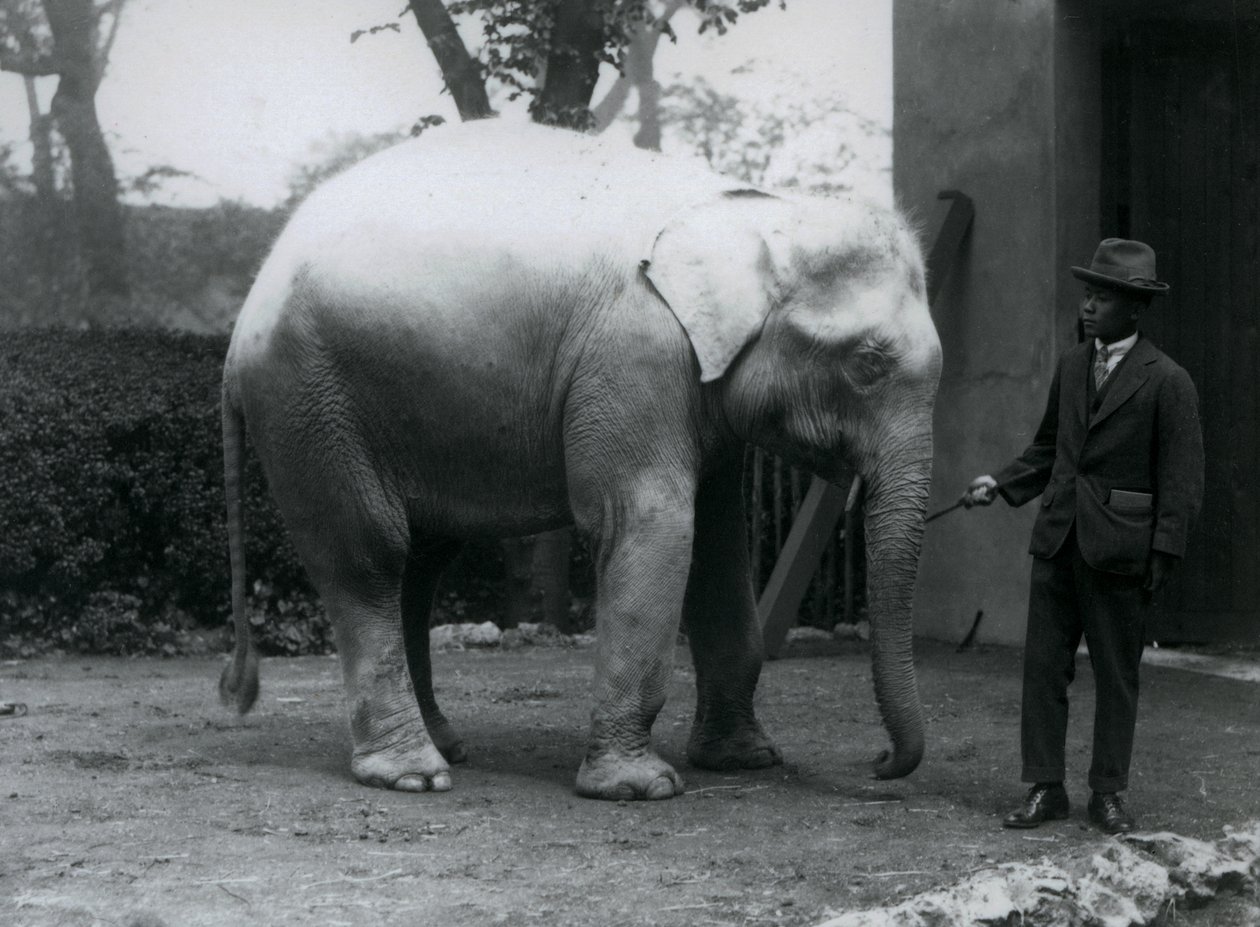 Albino Witte Olifant Pawah met Dr. Saw Po Min, London Zoo, mei 1926 door Frederick William Bond