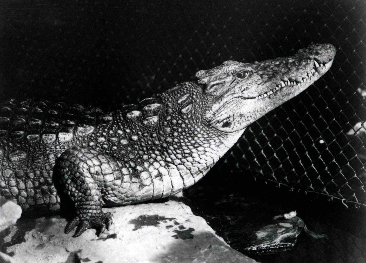 Een Amerikaanse alligator in de London Zoo in september 1924 door Frederick William Bond