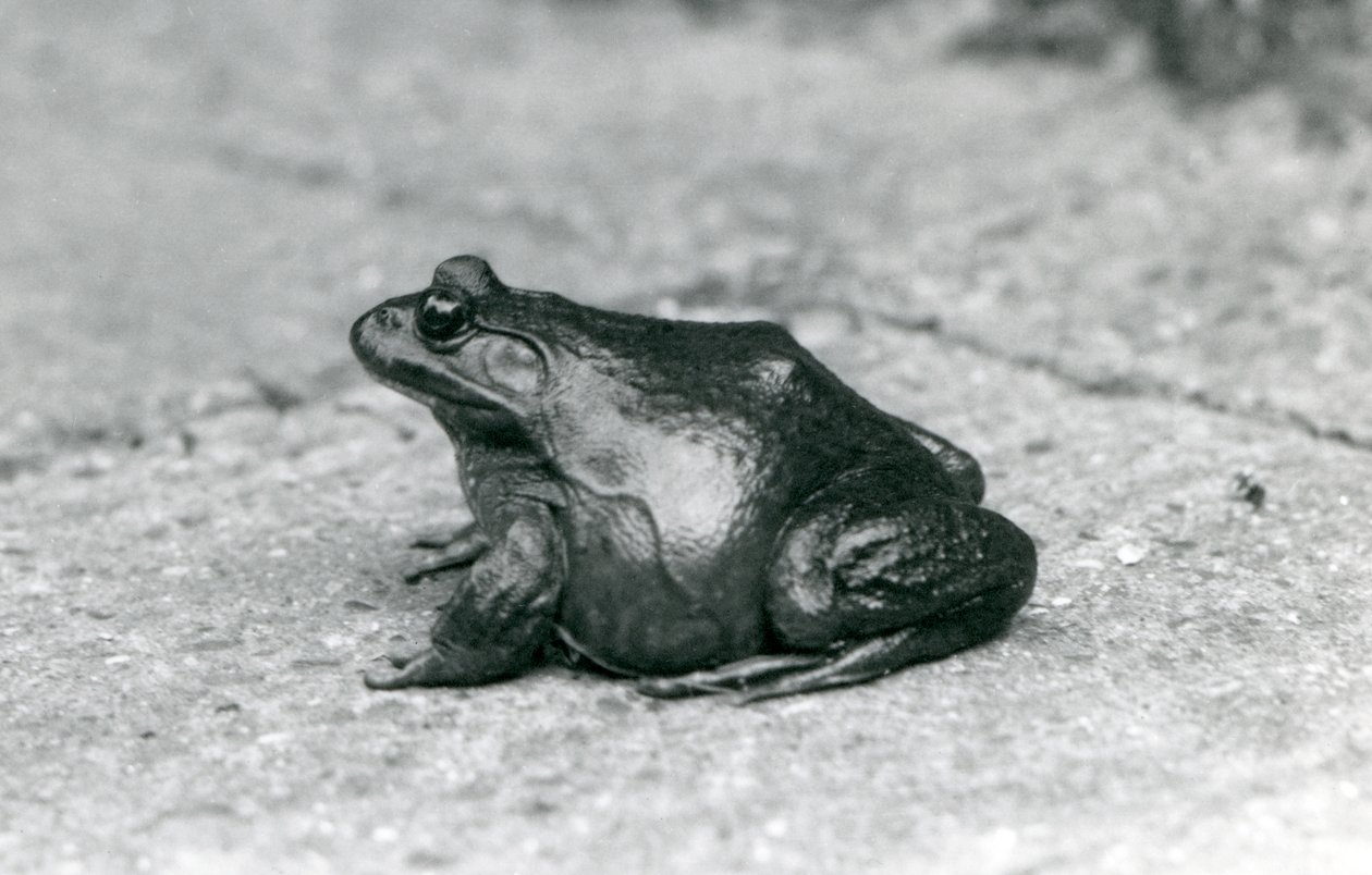 Een Amerikaanse Brulkikker, London Zoo, 1925 door Frederick William Bond