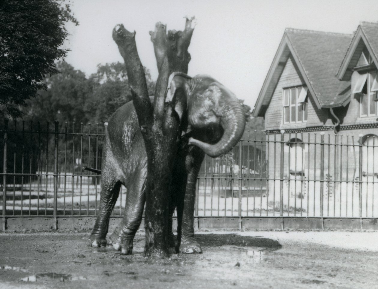 Een Aziatische Olifant die achter zijn oor krabt aan de krabpaal, in zijn omheining, London Zoo door Frederick William Bond