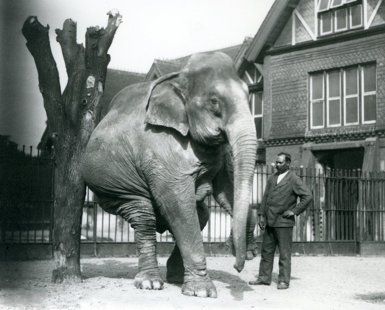 Een Aziatische Olifant die zichzelf krabt tegen een dode boom, terwijl hij op drie poten balanceert, met zijn trainer, Syed Ali, toekijkend, London Zoo door Frederick William Bond