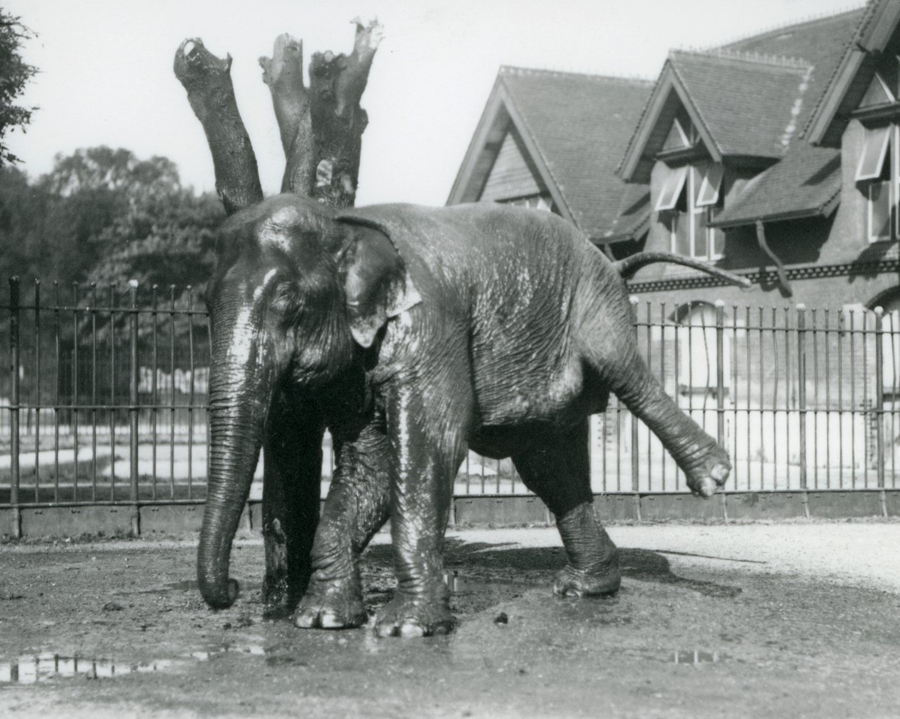 Een Aziatische olifant die zich krabt tegen een dode boom, terwijl hij op drie poten balanceert, London Zoo door Frederick William Bond