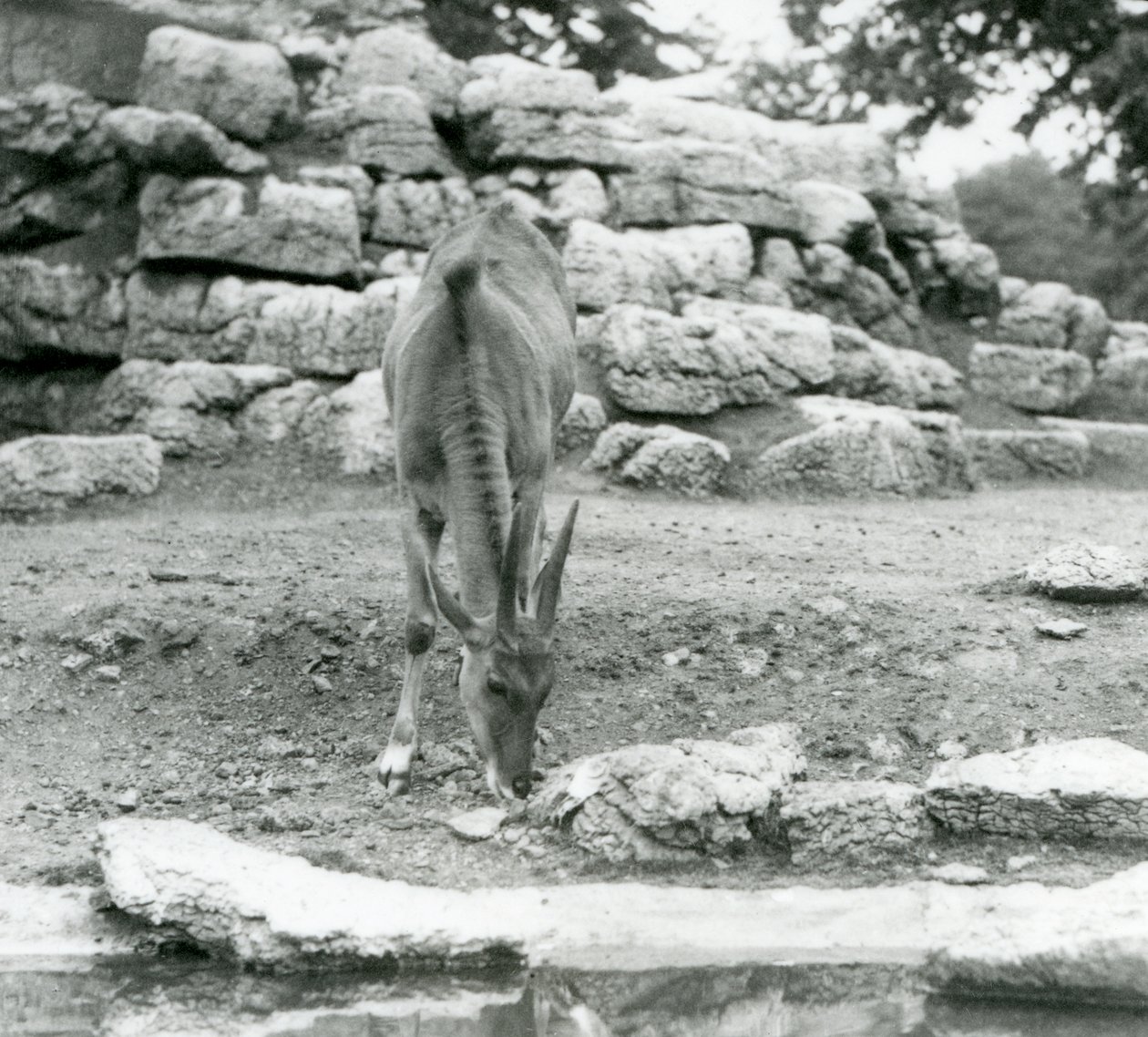 Een eland grazend in het antilopeverblijf in London Zoo in 1929 door Frederick William Bond