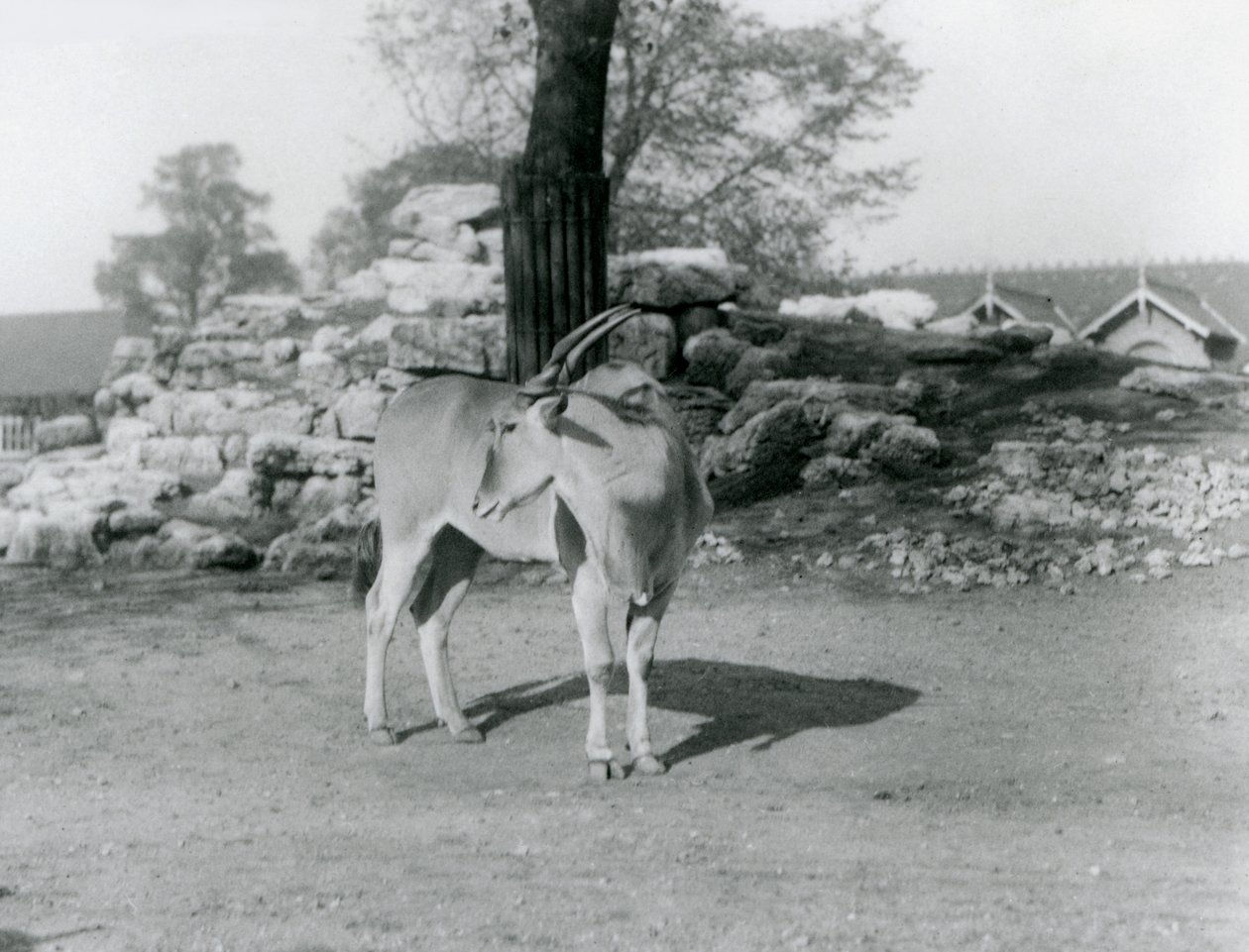 Een eland in zijn verblijf in London Zoo in 1929 door Frederick William Bond