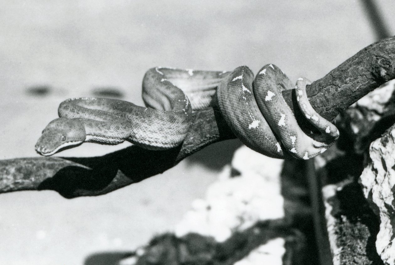 Een smaragdboa met zijn lichaam opgerold langs een tak, London Zoo, oktober 1928 door Frederick William Bond