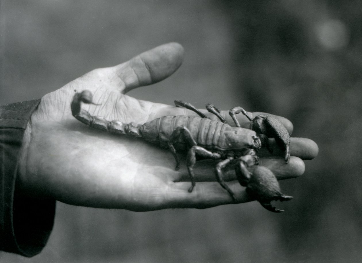 Een Keizerschorpioen in de handpalm van een verzorger, London Zoo, oktober 1925 door Frederick William Bond