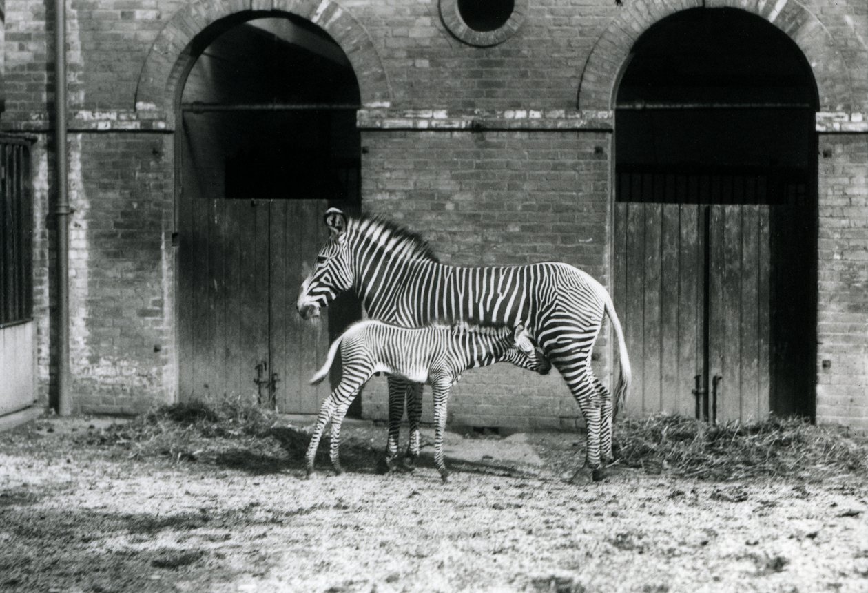 Een Bedreigde Grevy