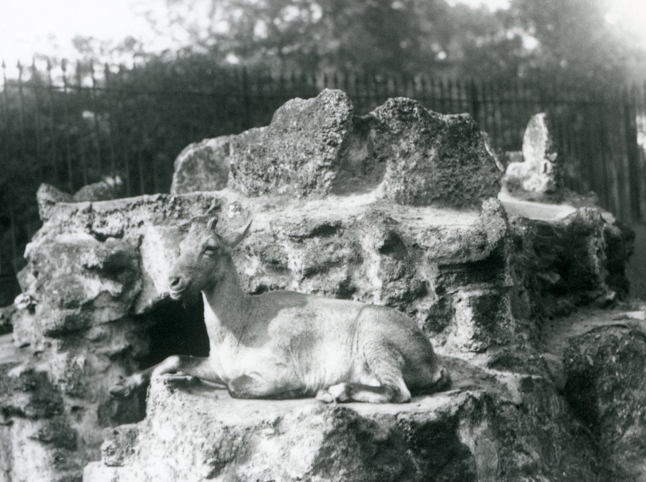 Een Himalaya steenbok rustend op een rotsrichel bij de London Zoo, augustus 1927 door Frederick William Bond