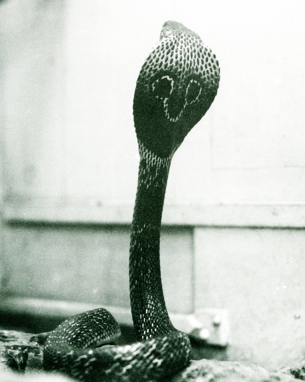 Een Indische Brilslang met opgeheven kop en gespreide kap, London Zoo, oktober 1925 door Frederick William Bond