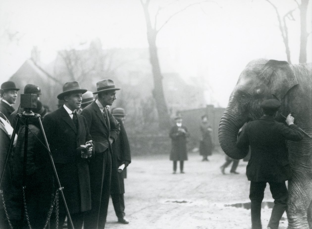 Een Indiase Olifant, mogelijk Sundermalah, tijdens een buitenuitzending van London Zoo, 1925 door Frederick William Bond
