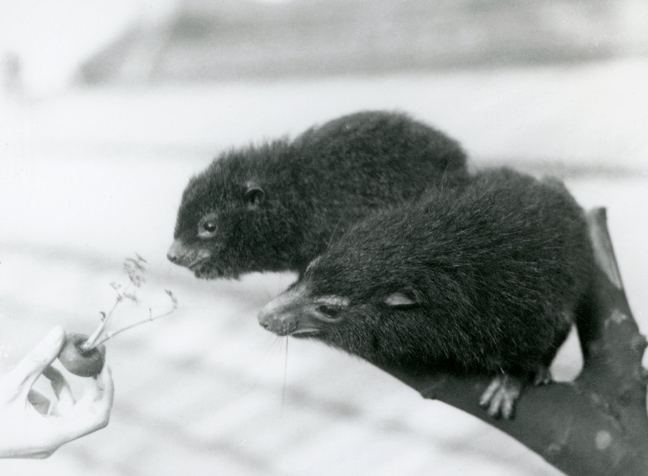 Een volwassen en jonge Westelijke Boomhyrax zitten op een tak en buigen zich over naar een worteltop die voor hen wordt gehouden om te eten, London Zoo door Frederick William Bond