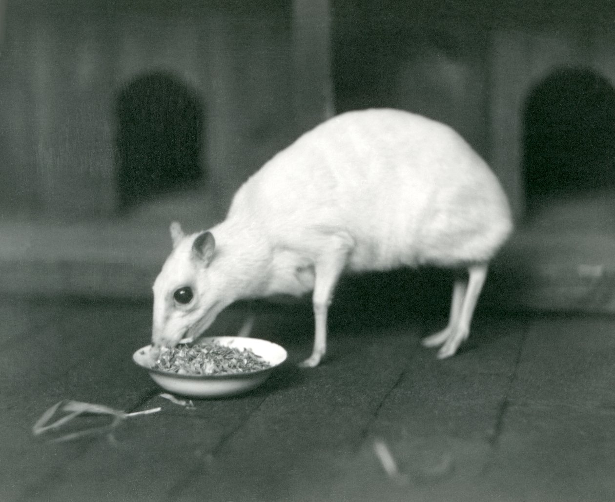 Een albino Javaans ChevrotainJava Muishert die uit een kom eet in London Zoo in 1926 door Frederick William Bond
