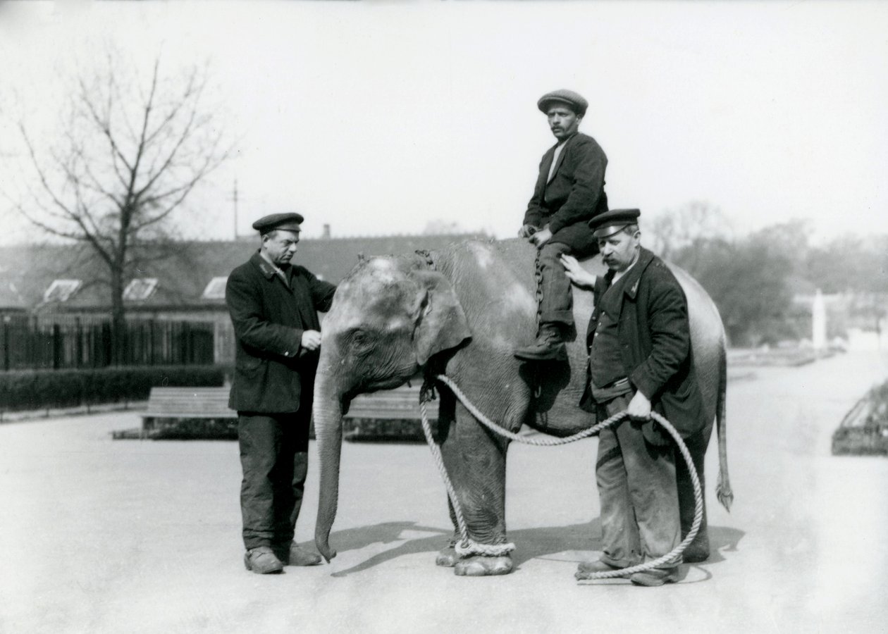 Een baby Indische Olifant met Verzorgers A. Church en H. Robertson in de Londense Zoo, juni 1922 door Frederick William Bond