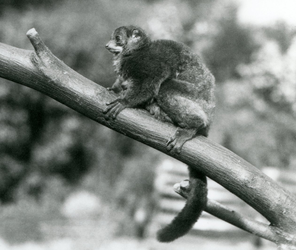 Een bedreigde Coquerel