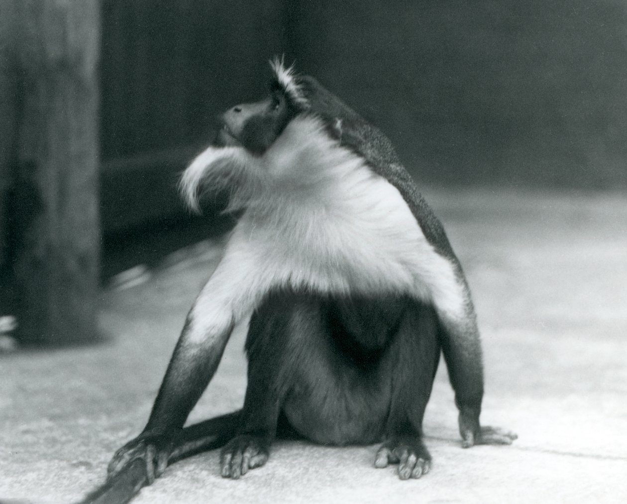 Een bedreigde Roloway Aap zittend op de grond, omhoog kijkend, terwijl hij zijn staart vasthoudt, London Zoo, 1927 door Frederick William Bond
