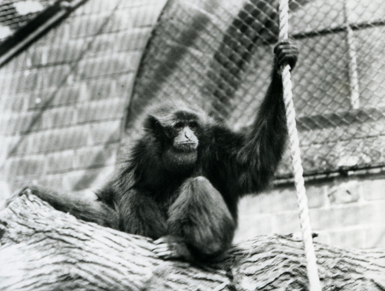 Een Bedreigde Siamang Gibbon zittend op een stam, houdend een touw, London Zoo, 1927 door Frederick William Bond