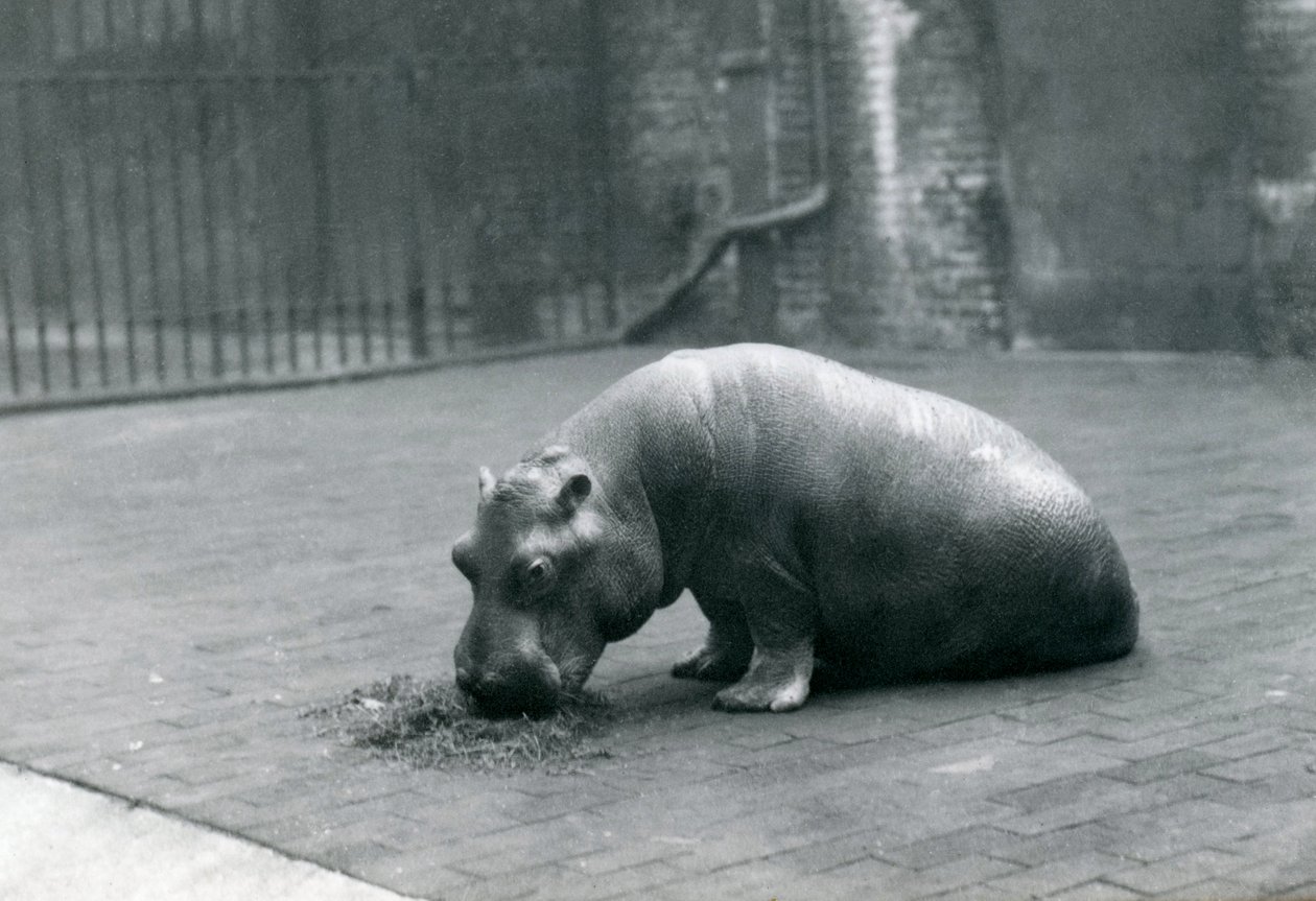 Baby nijlpaard 